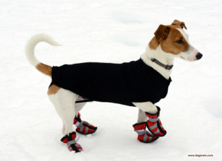 Top Gifts for Dog Lovers: Unique Quilts and Shoes for Every Dog Breed